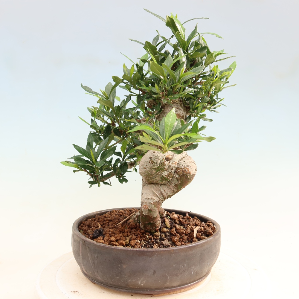 Kamerbonsai - Gardenia jasminoides-Gardenia