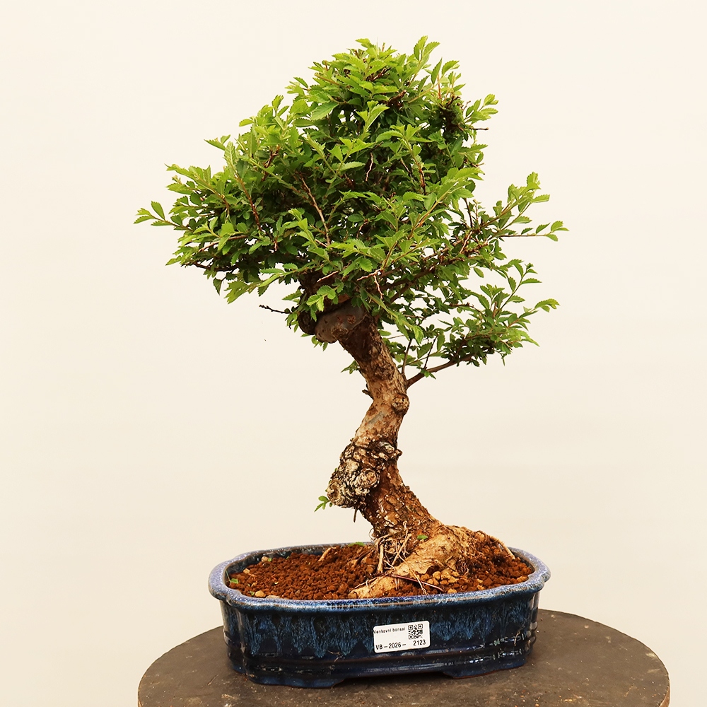 Bonsai voor buiten - Zelkova - Zelkova NIRE