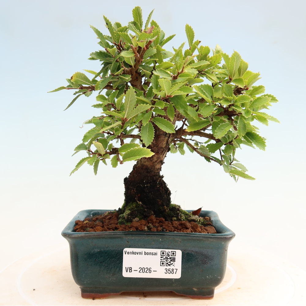 Bonsai voor buiten - Zelkova - Zelkova NIRE
