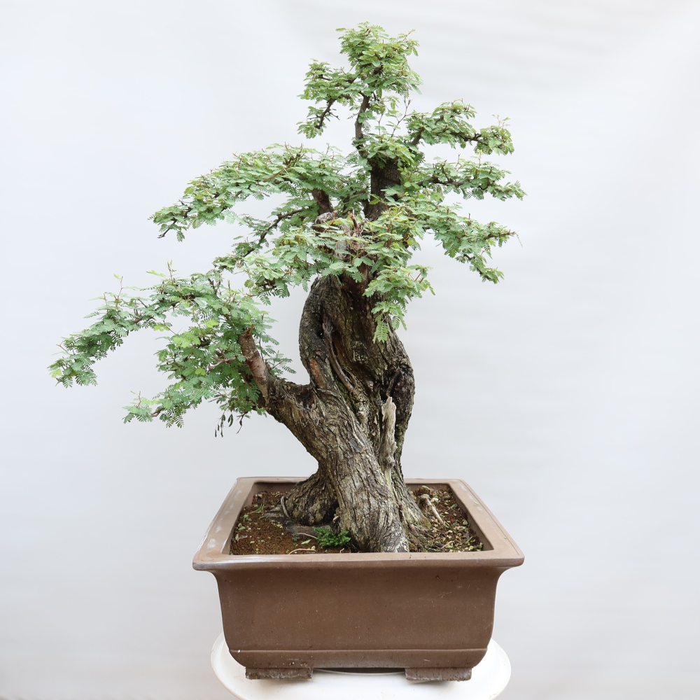 Kamerbonsai - Arabische acacia's