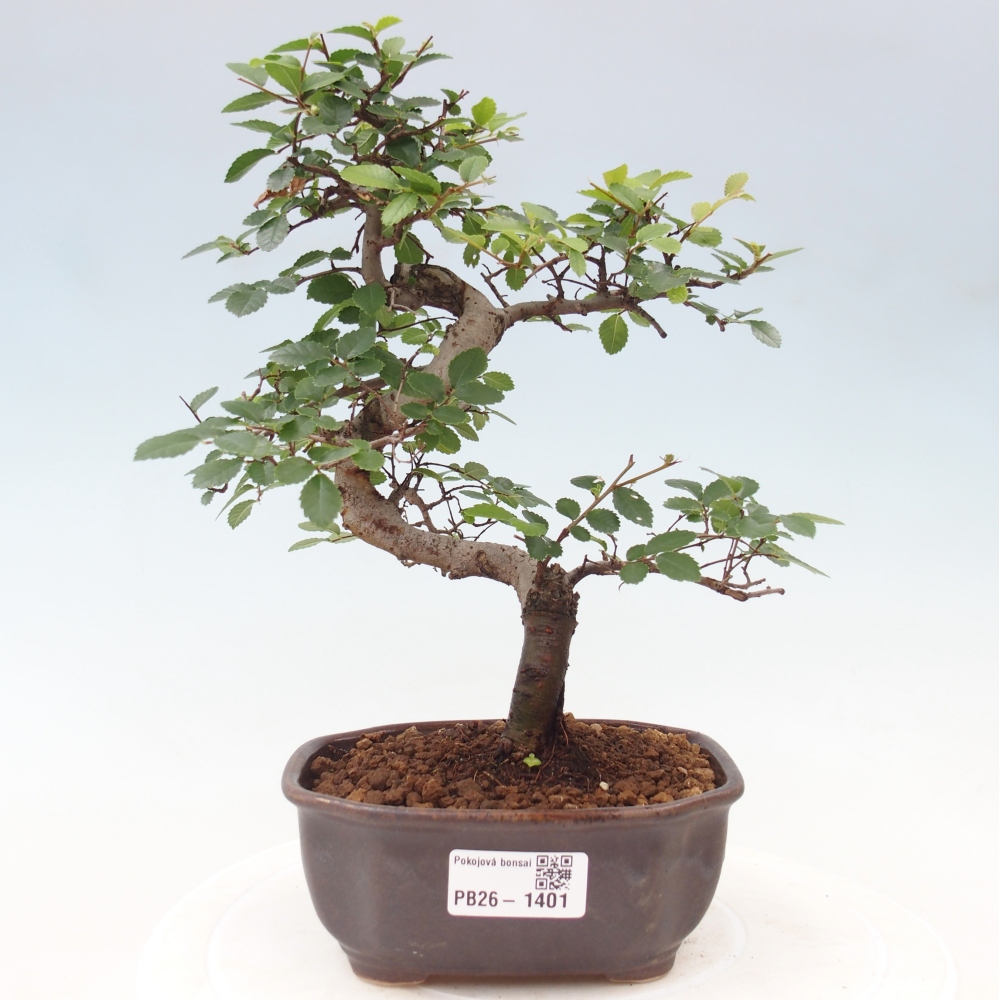 Kamerbonsai - Ulmus parvifolia - Winteriep