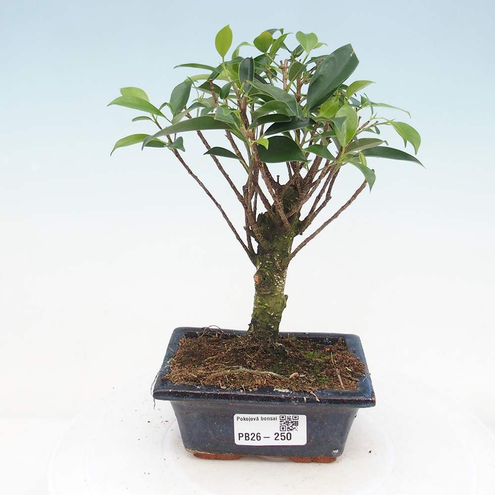 Kamer bonsai Ficus retusa kimmen