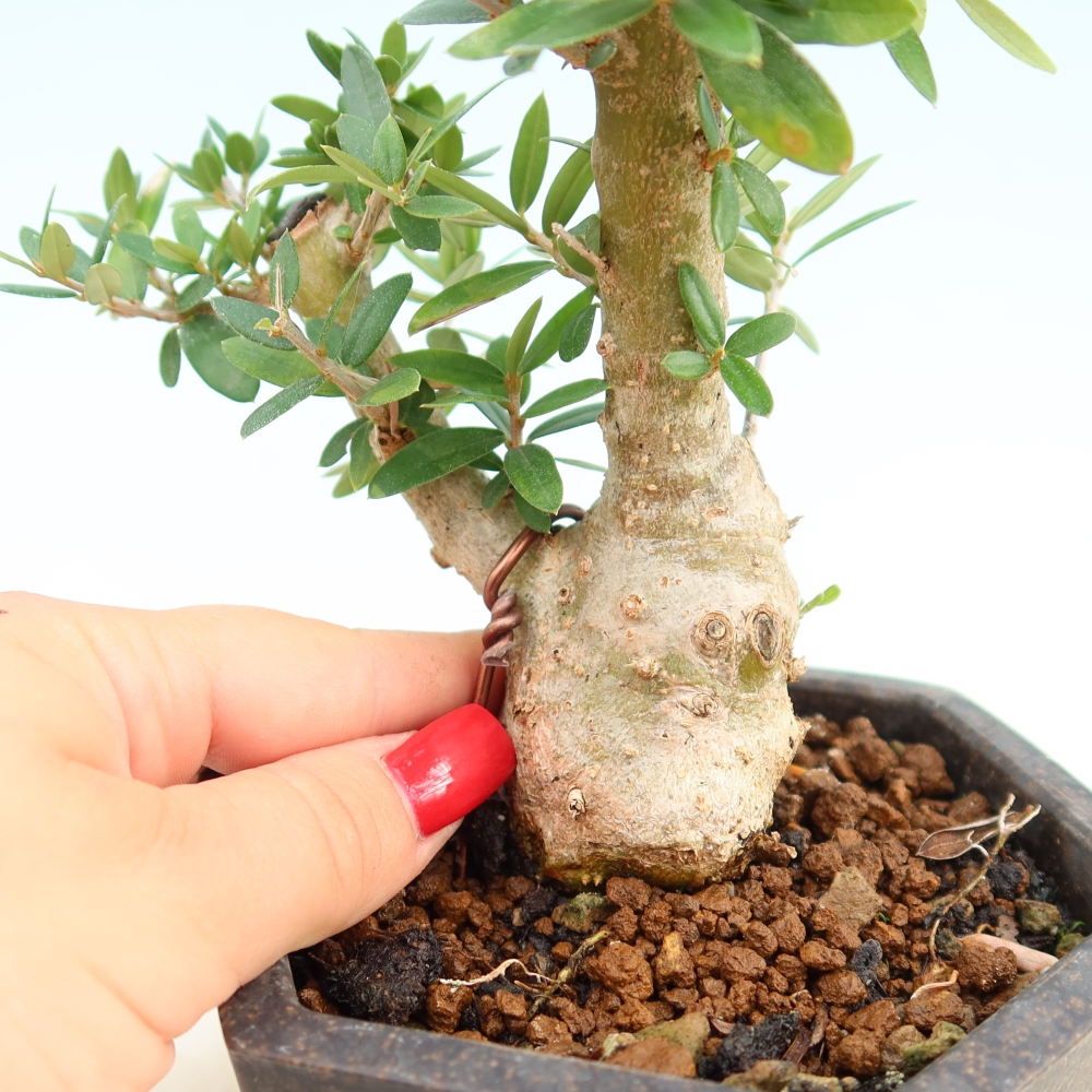 Bonsai voor binnen - Olea europaea sylvestris