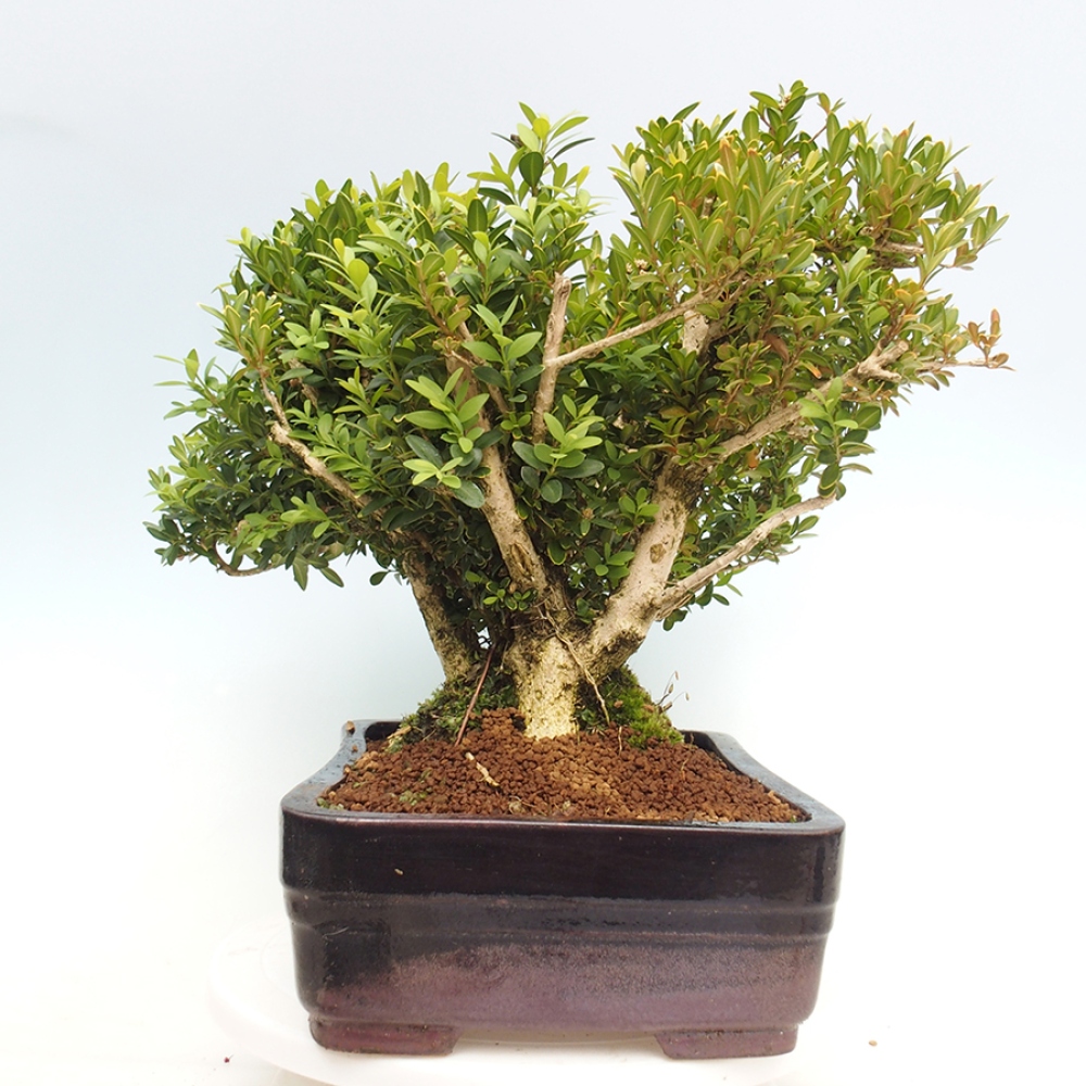 Bonsai voor buiten - Buxus sempervirens - buxus