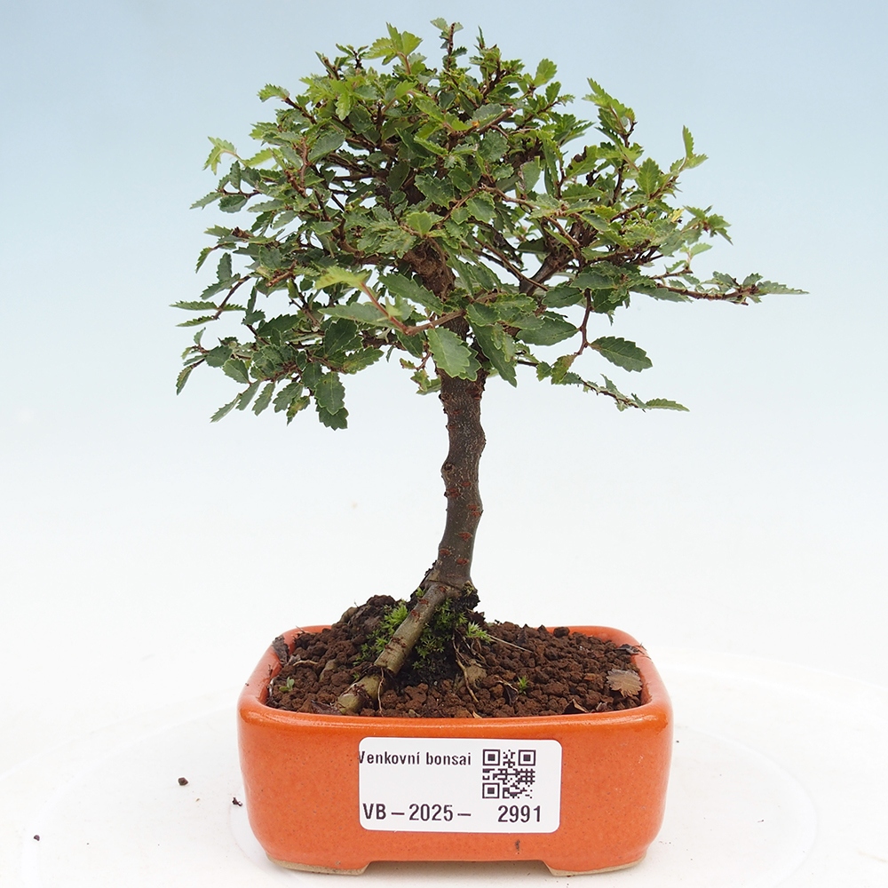 Bonsai voor buiten - Ulmus parvifolia Sagei - Kleinbladige iep