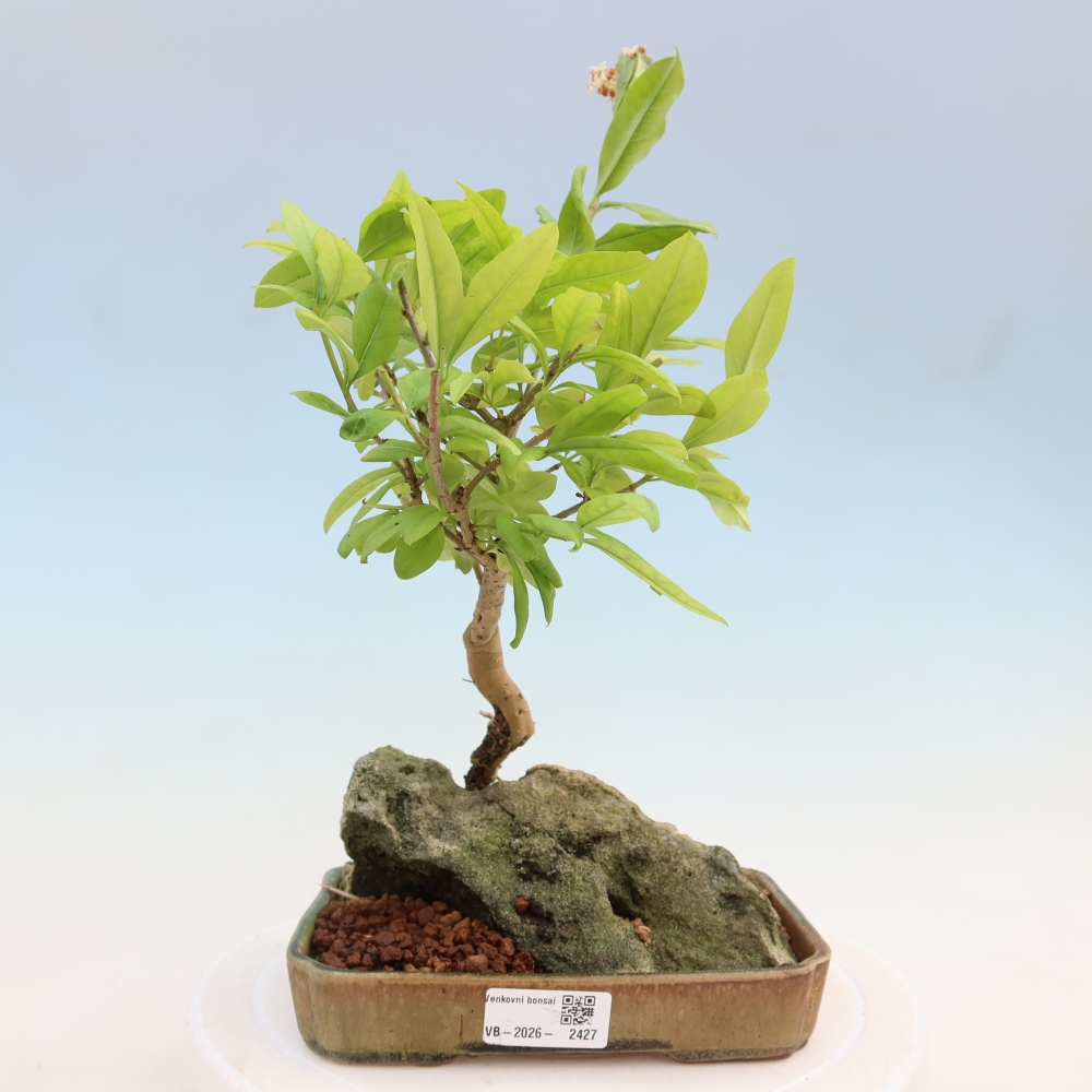 Bonsai voor buiten - Ligustrum vulgare - Vogelsnavel
