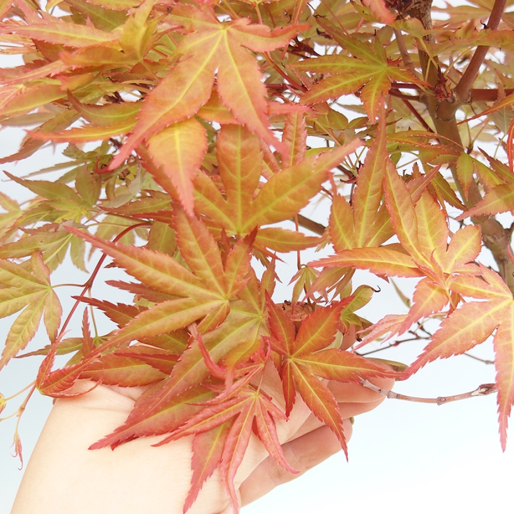 Bonsai voor buiten - Acer palmatum Beni Tsukasa in container