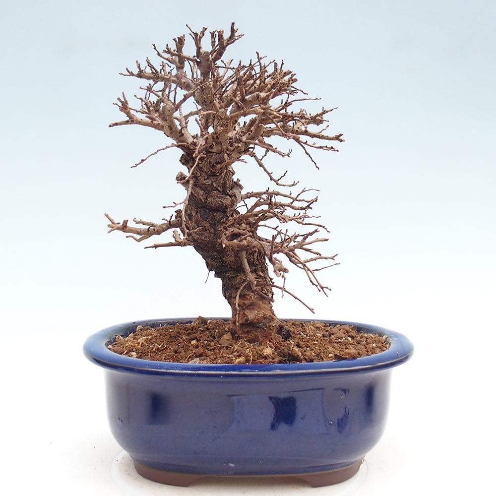 Bonsai voor buiten - Zelkova - Zelkova NIRE