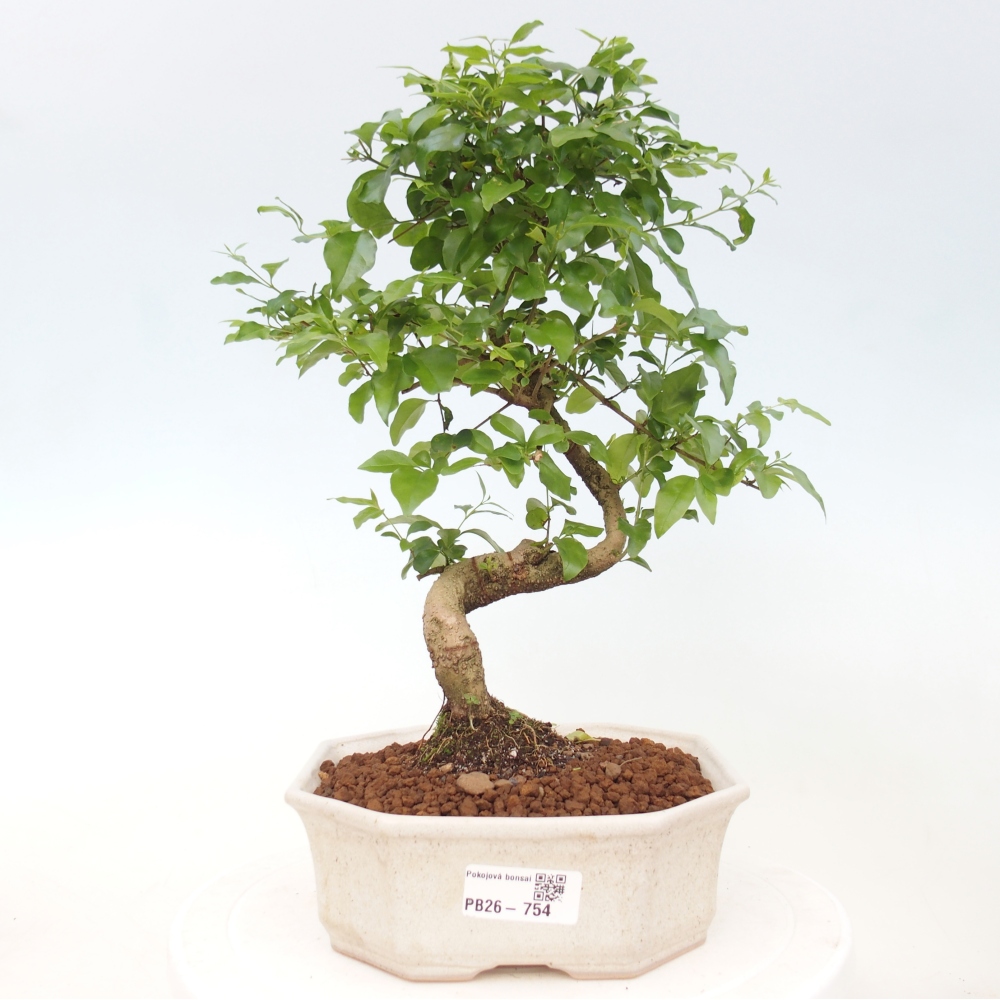 Kamerbonsai -Ligustrum chinensis - Vogelsnavel