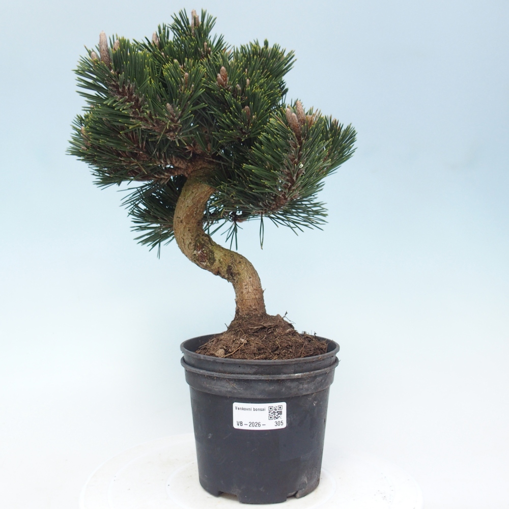 Bonsai voor buiten - Pinus thunbergii senjyumaru - Thunberg den