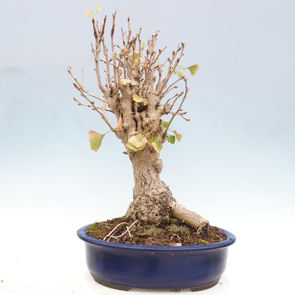 Bonsai voor buiten - Ginkgo biloba