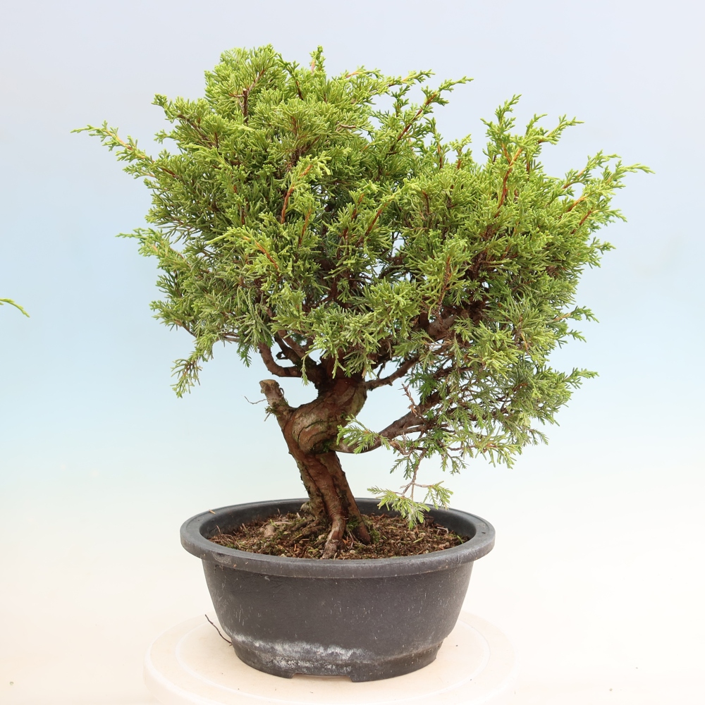 Bonsai voor buiten - Juniperus chinensis Itoigawa-Juniperus chinensis