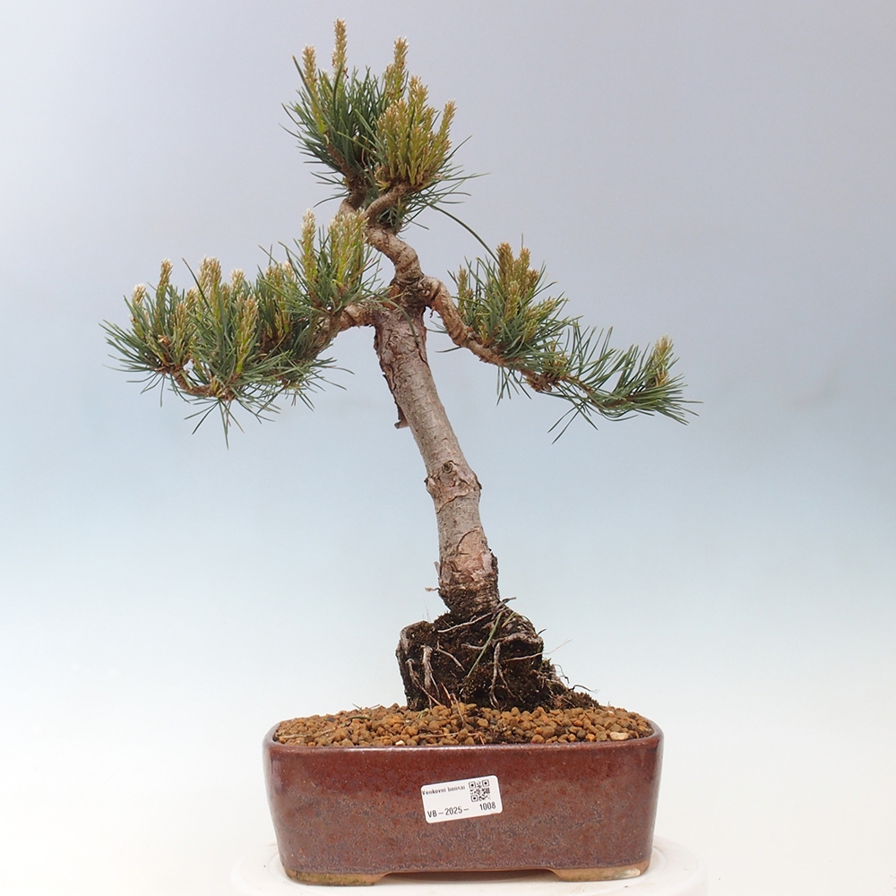 Bonsai voor buiten - Pinus Sylvestris Watererri - grove den