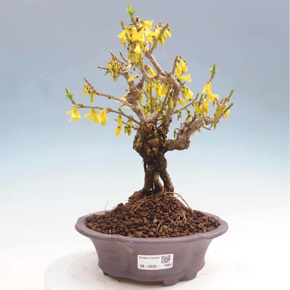 Bonsai voor buiten - Zlatice - Forsythia koreana