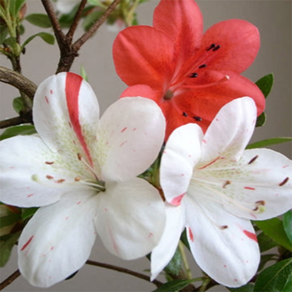 Bonsai voor buiten - Japanse Azalea - Azalea Kisshoten