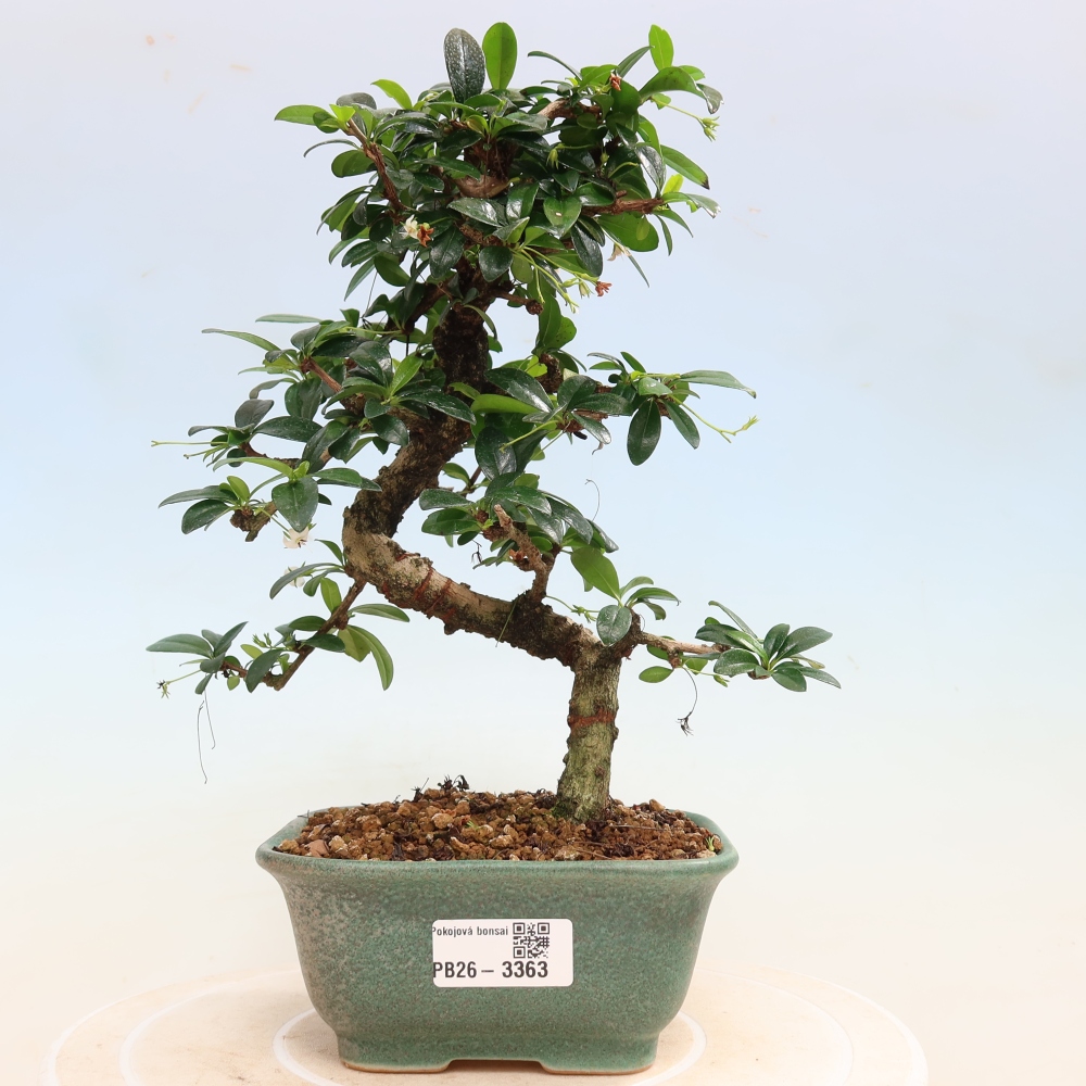 Kamerbonsai - Carmona macrophylla - Thee fuki