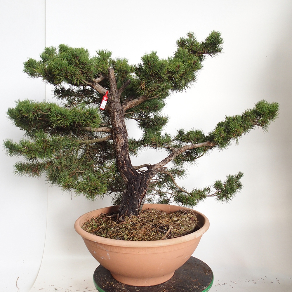 Yamadori - Pinus sylvestris Spanje