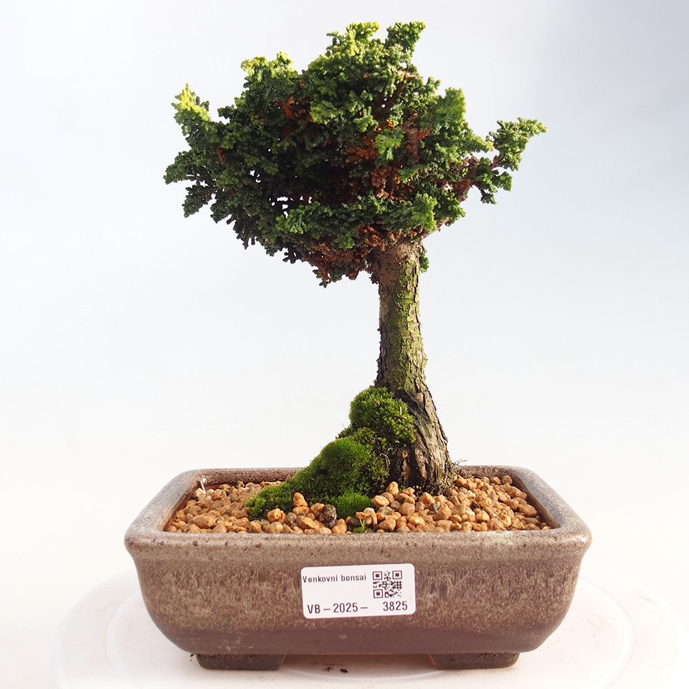 Bonsai voor buiten - Cham. obtusa SEKKA HINOKI - Cipres