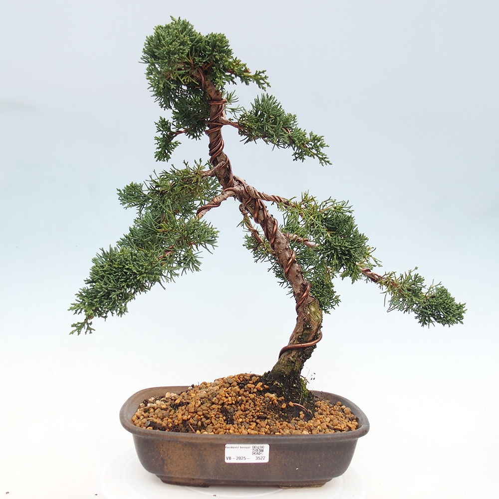 Bonsai voor buiten - Juniperus chinensis Kishu