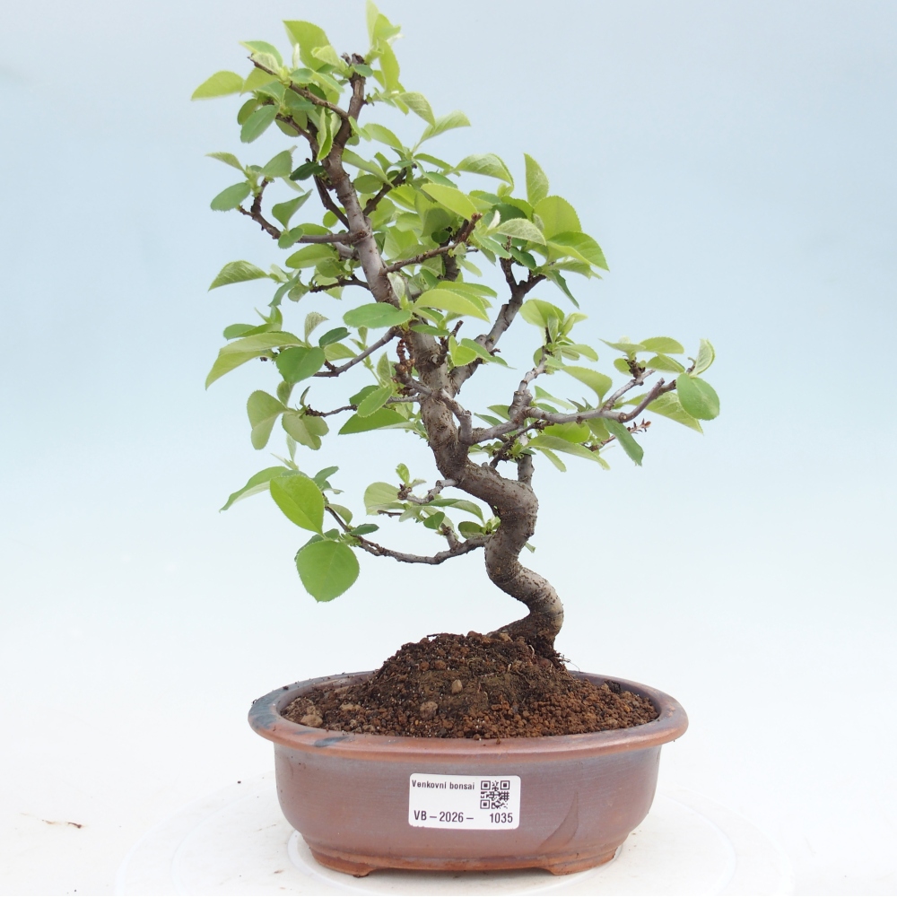 Bonsai voor buiten - Chaneomeles chinensis