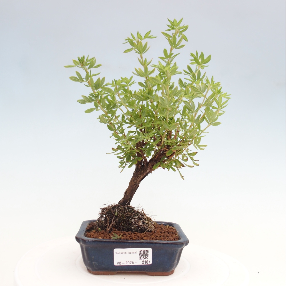 Bonsai voor buiten - Potentila fruticosa gele vogel