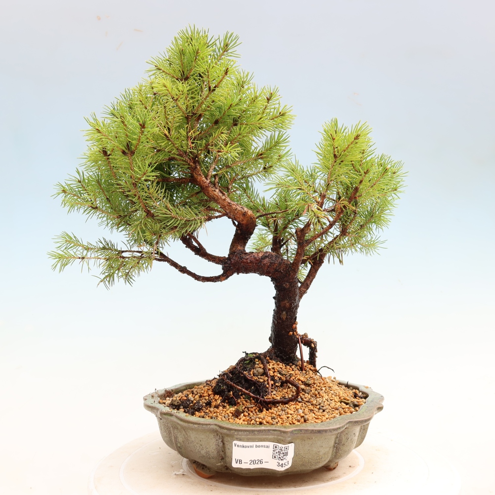 Buitenbonsai – Grijze spar – Picea glauca globe