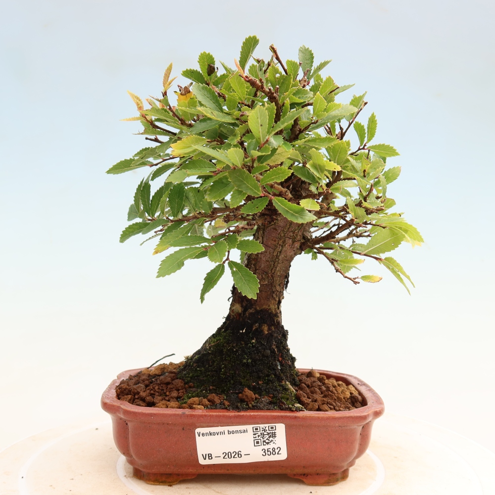 Bonsai voor buiten - Zelkova - Zelkova NIRE