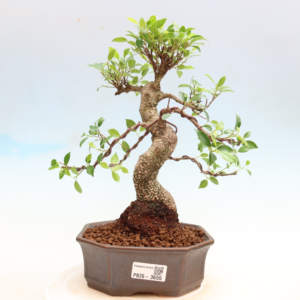 Kamerbonsai - Ficus kimmen - kleinbladige ficus