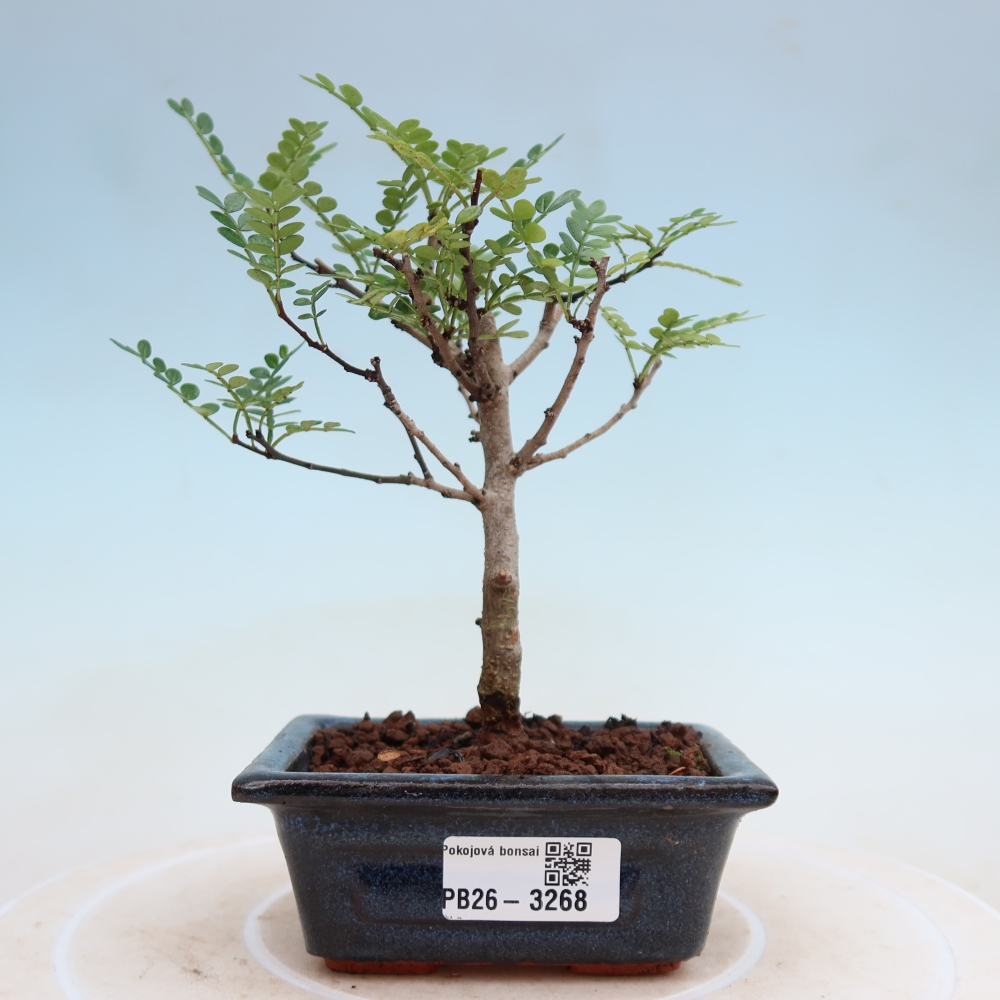 Kamerbonsai - Zantoxylum piperitum - peperboom