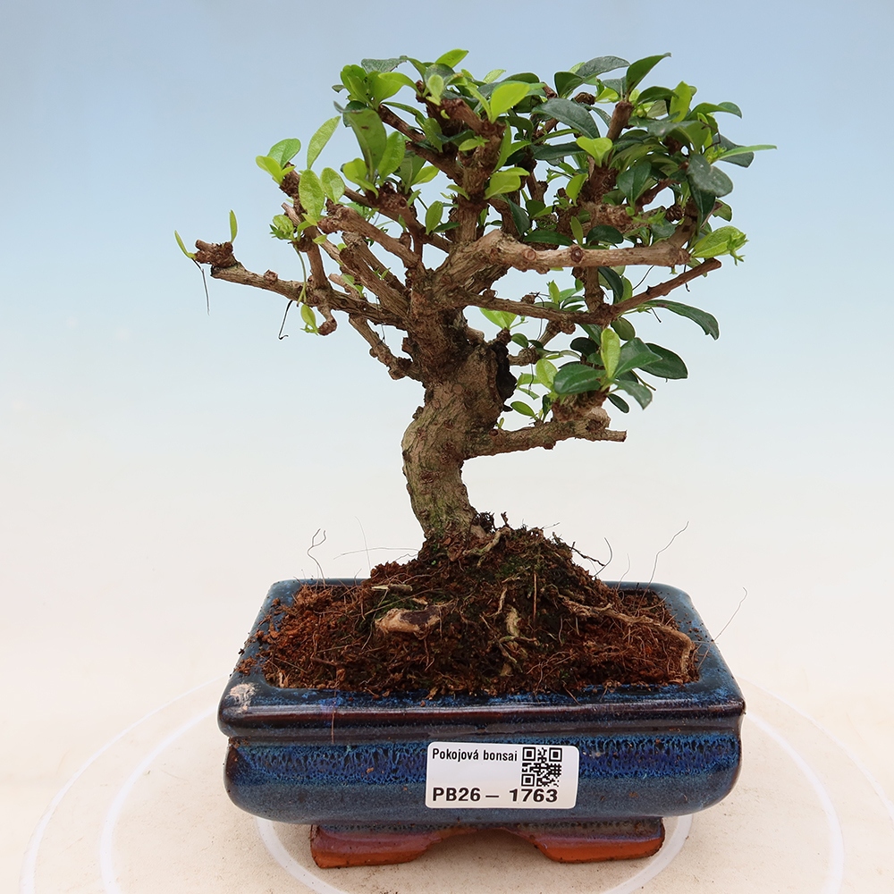 Kamerbonsai - Carmona macrophylla - Thee fuki