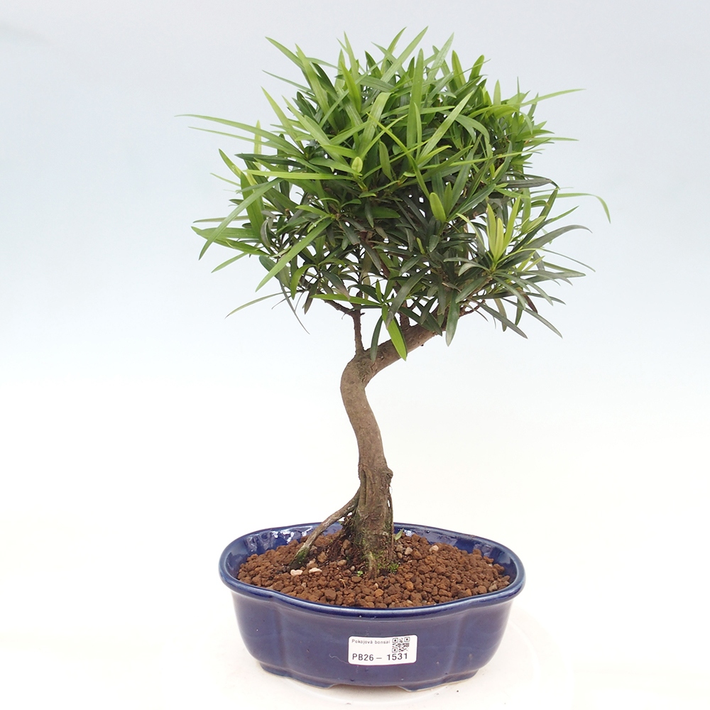 Kamerbonsai - Podocarpus - Taxus