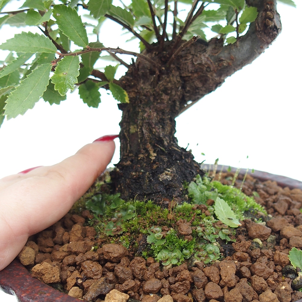 Bonsai voor buiten - Zelkova - Zelkova NIRE