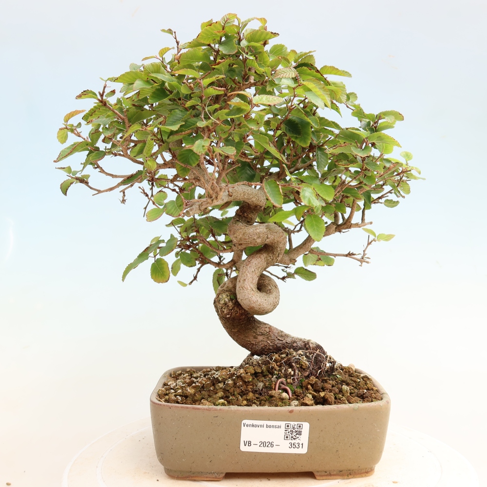 Bonsai voor buiten -Carpinus CARPINOIDES - Koreaanse haagbeuk