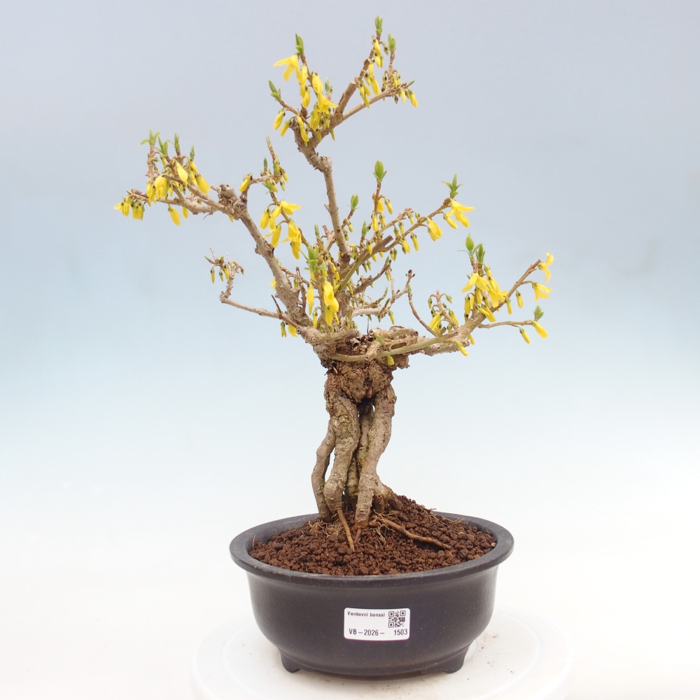 Bonsai voor buiten - Zlatice - Forsythia koreana