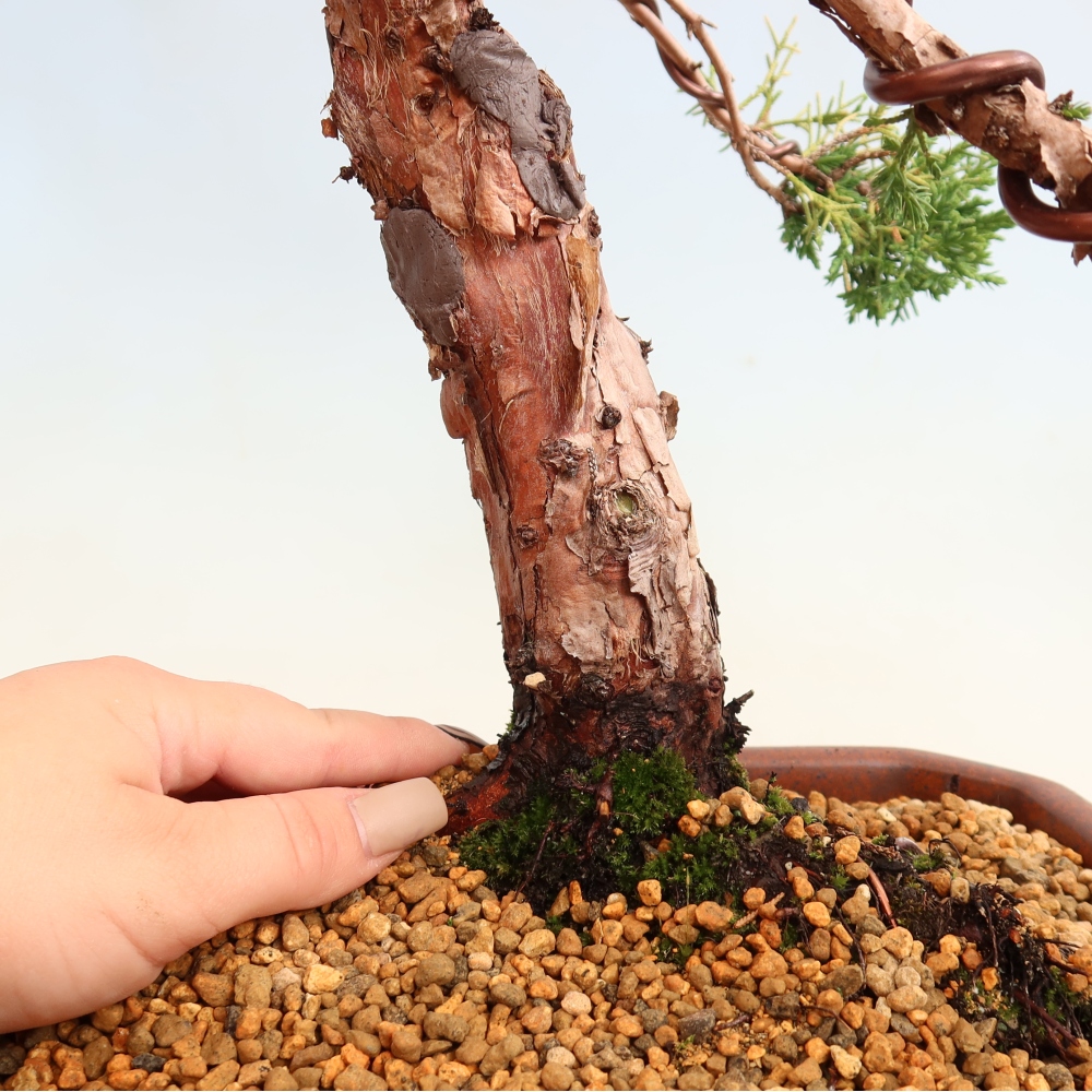 Bonsai voor buiten - Juniperus chinensis Kishu