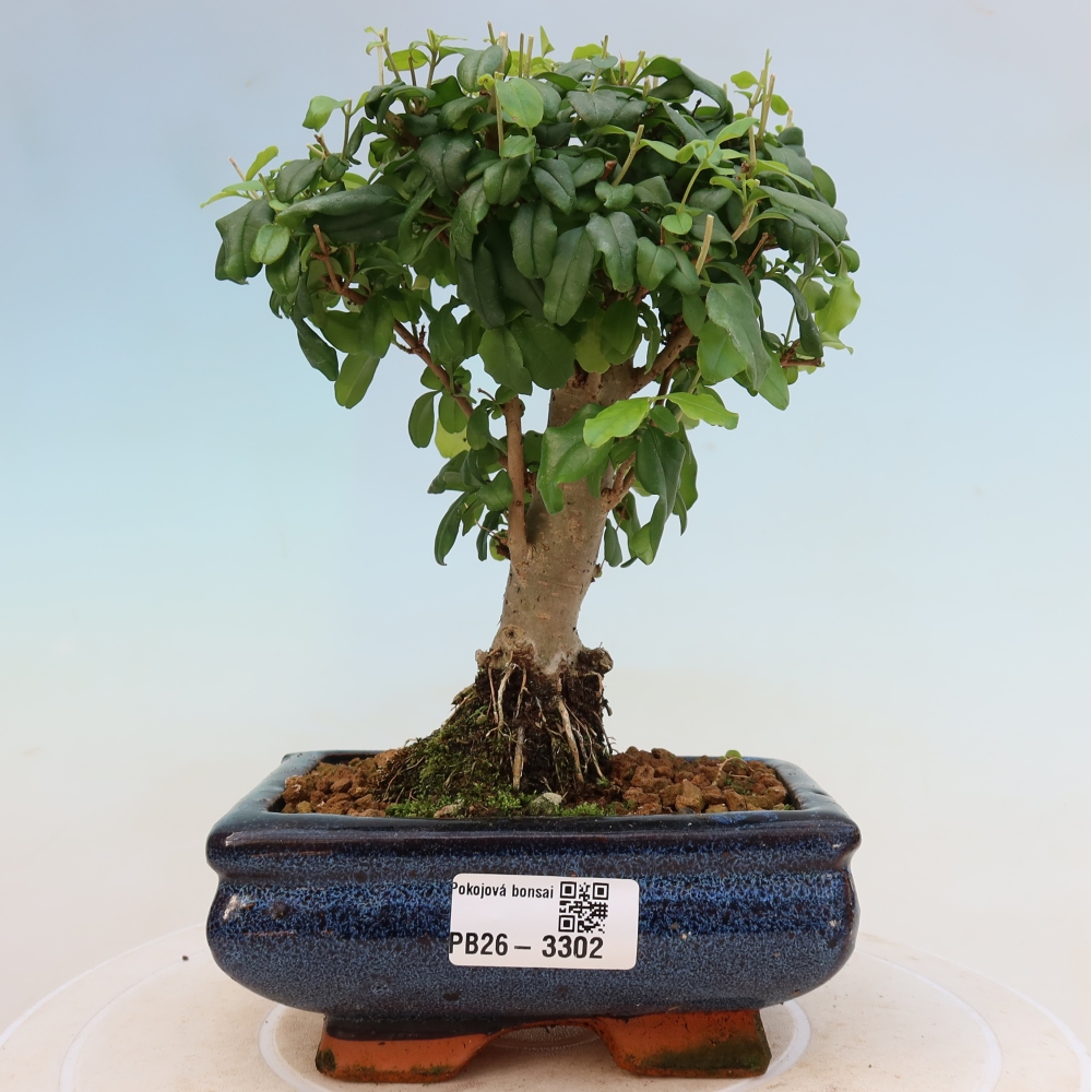Kamerbonsai -Ligustrum chinensis - Vogelsnavel