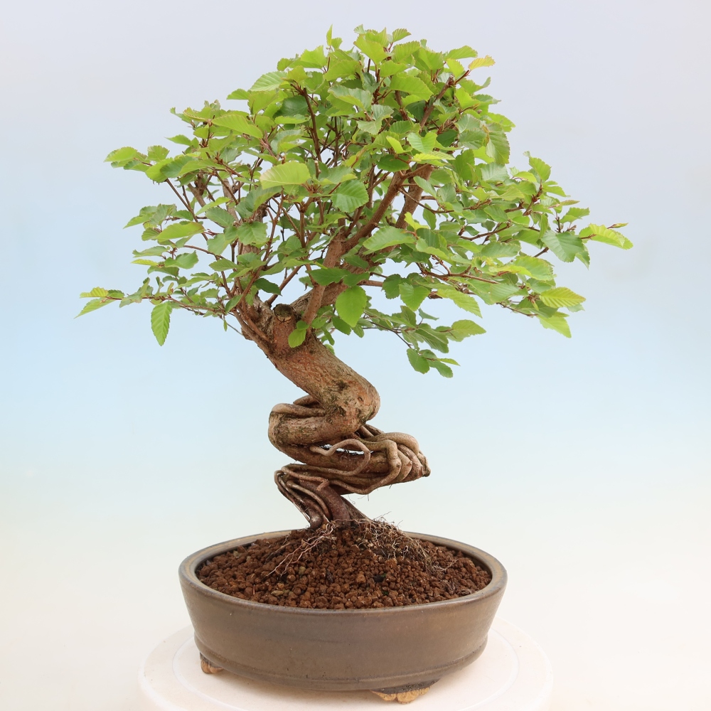 Bonsai voor buiten -Carpinus Coreana - Koreaanse haagbeuk