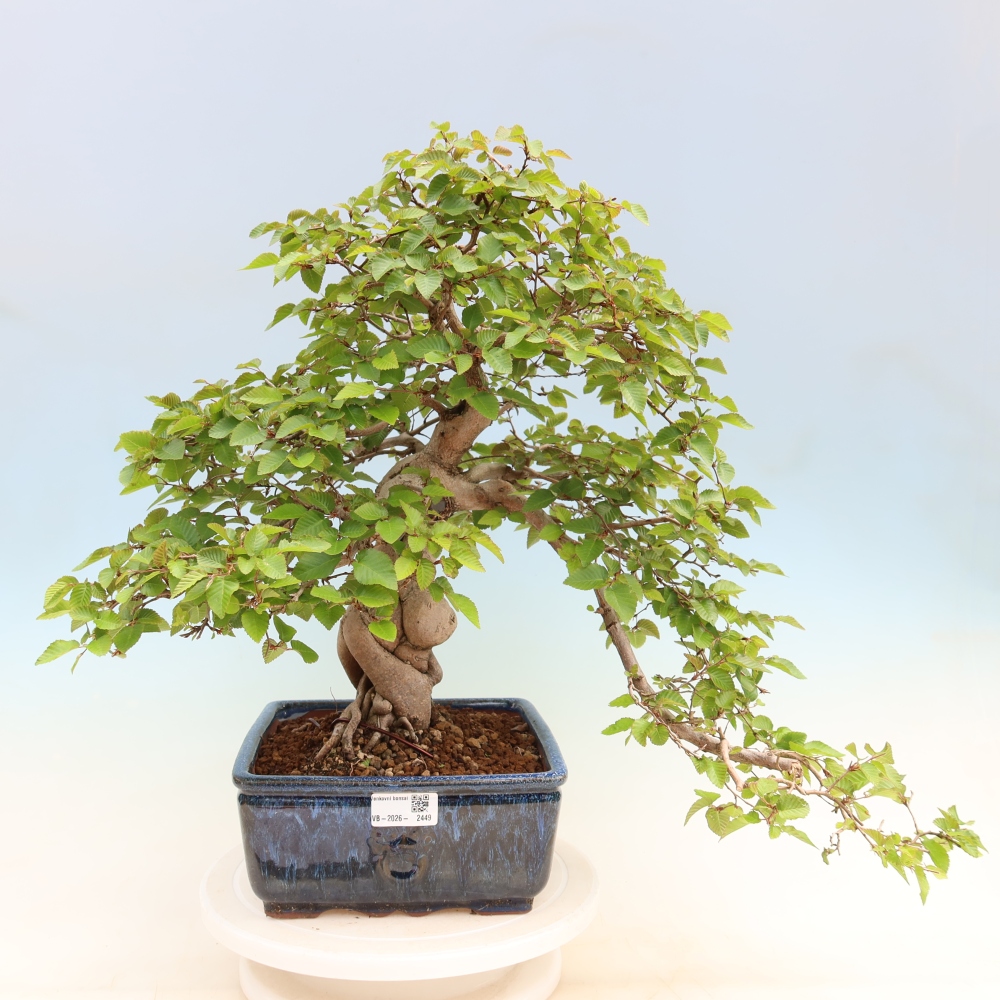 Bonsai voor buiten -Carpinus Coreana - Koreaanse haagbeuk