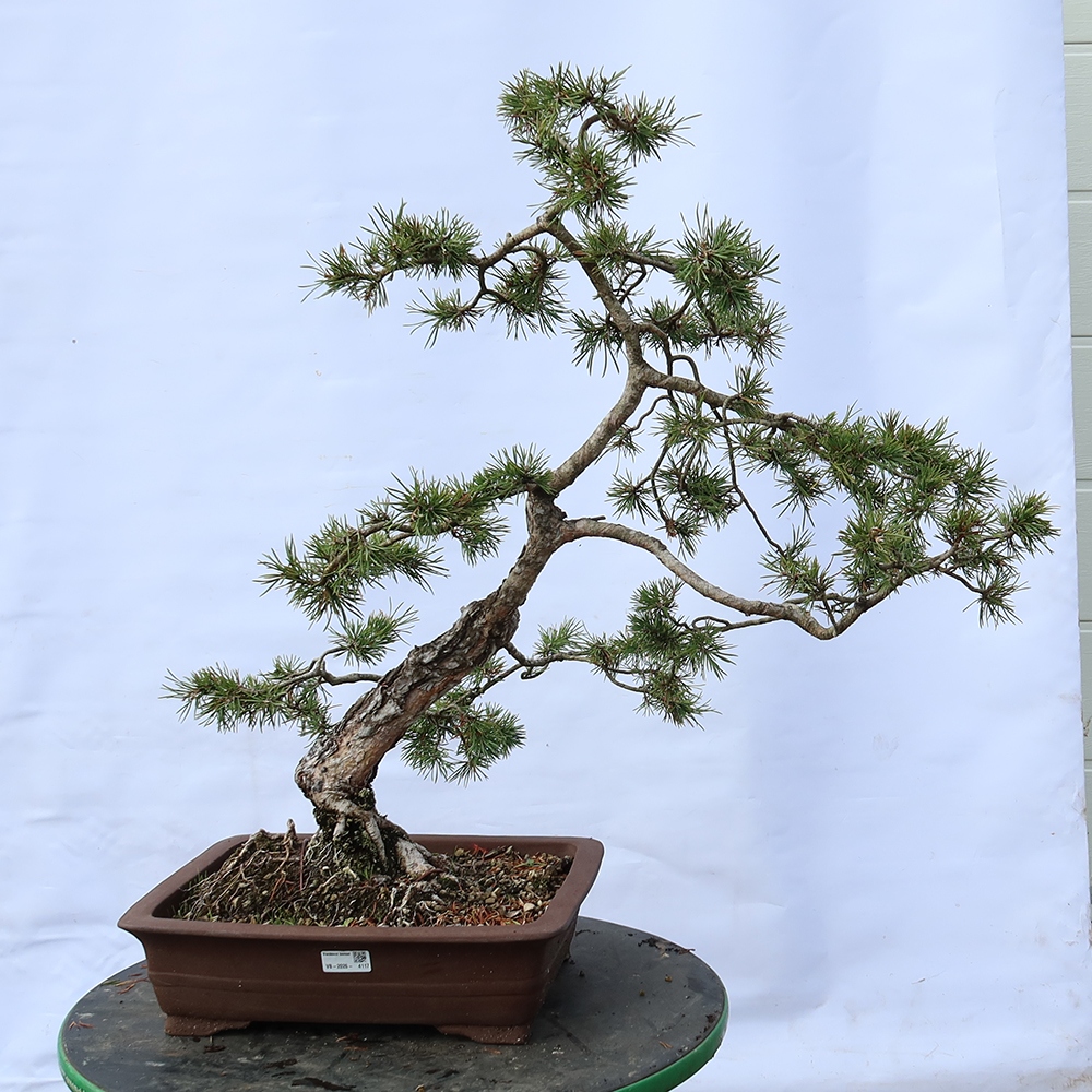 Pinus sylvestris Spanje - grove den