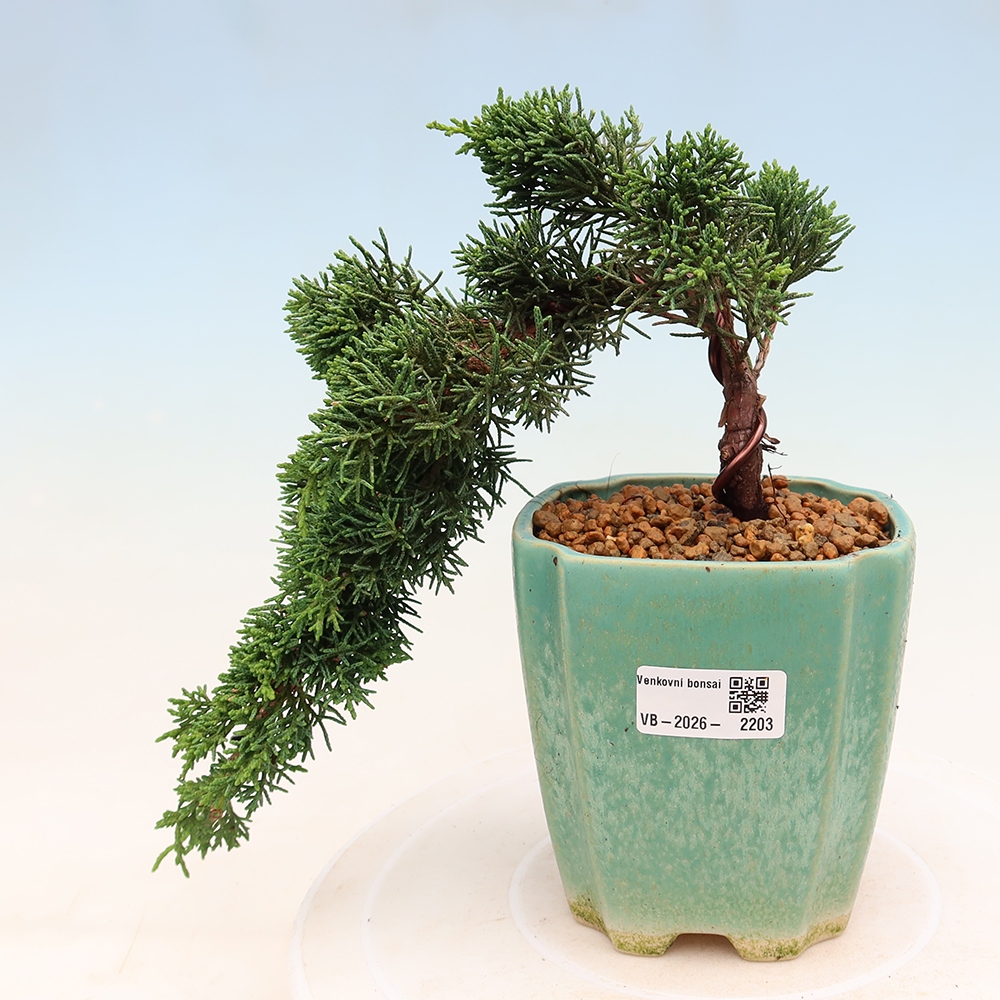 Bonsai voor buiten - Juniperus chinensis Kishu