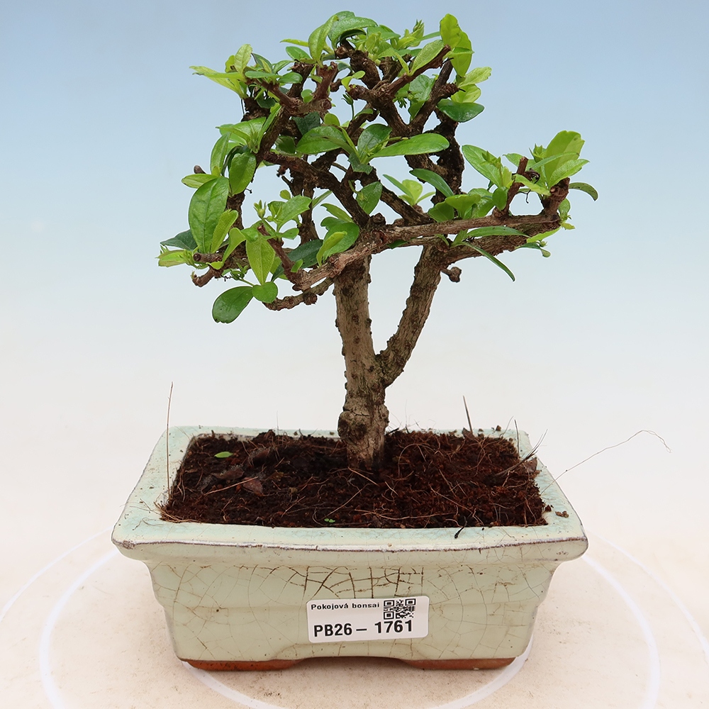Kamerbonsai - Carmona macrophylla - Thee fuki