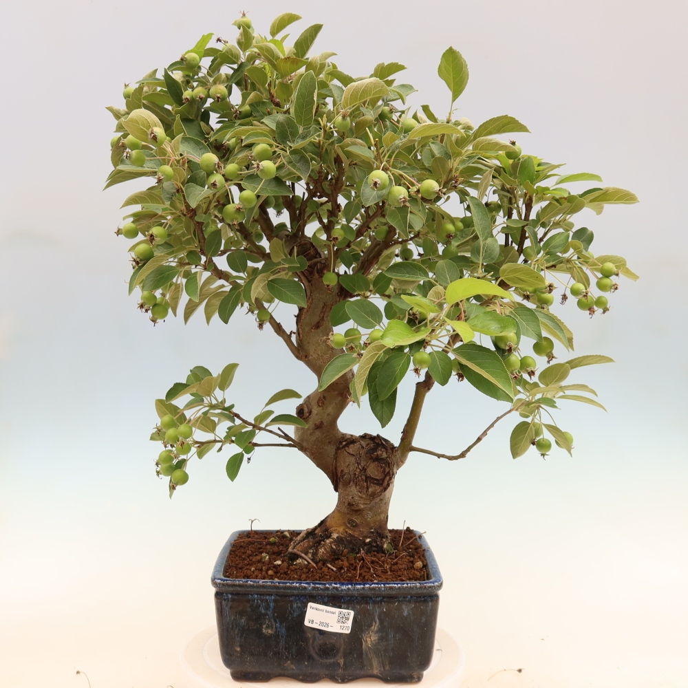 Bonsai voor buiten -Malus halliana - Appelboom met kleine vruchten