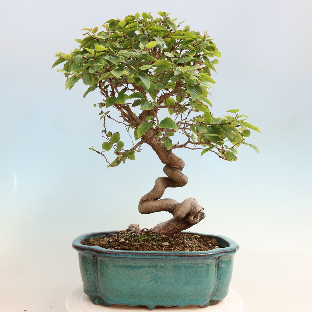 Bonsai voor buiten -Carpinus CARPINOIDES - Koreaanse haagbeuk