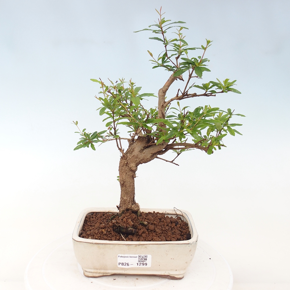 Kamerbonsai-PUNICA granatum nana-Granaatappel