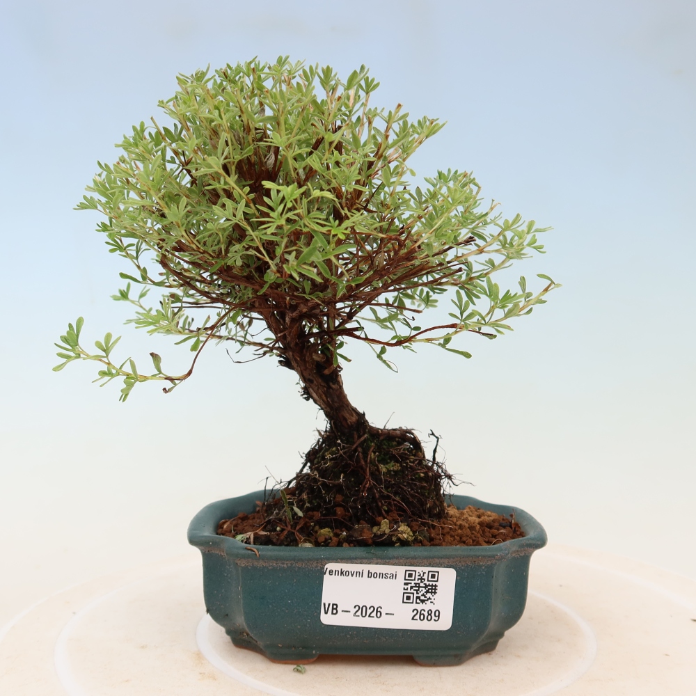Bonsai voor buiten – Struikpotentilla – Potentilla fruticosa ‘Goldkissen’