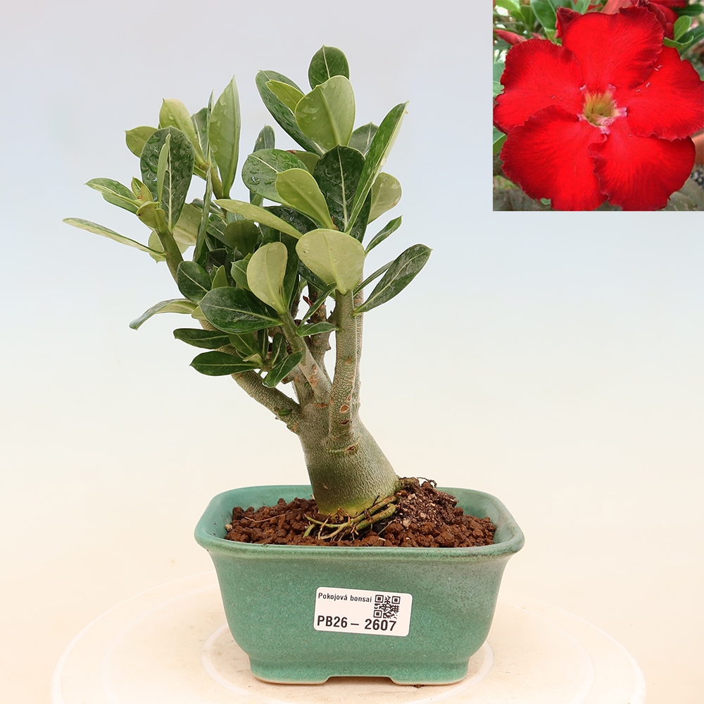 Kamerbonsai - Adenium obesum Red Star - Woestijnroos