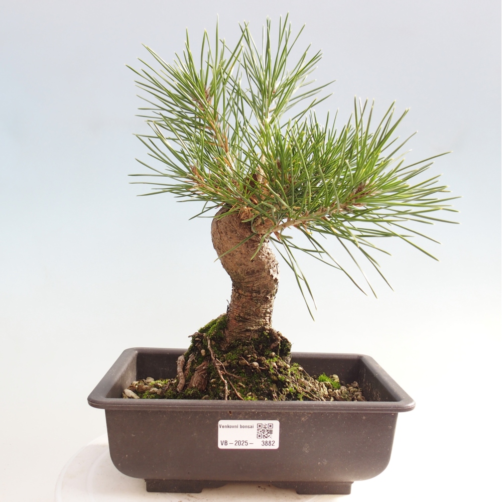Bonsai voor buiten - Pinus thunbergii - Thunberg den