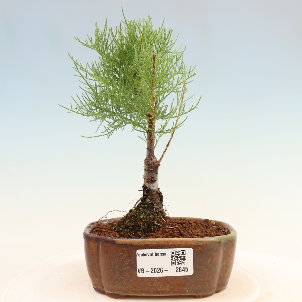 Bonsai voor buiten - Tamarisk - Tamarix