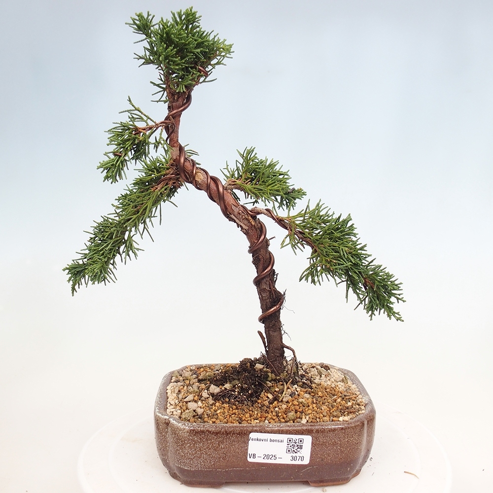 Bonsai voor buiten - Juniperus chinensis Kishu