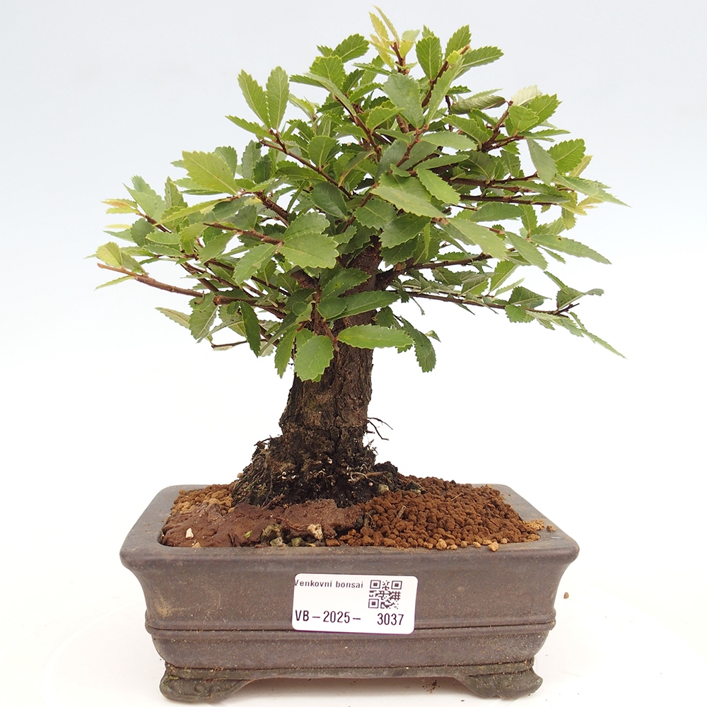 Bonsai voor buiten - Zelkova - Zelkova NIRE